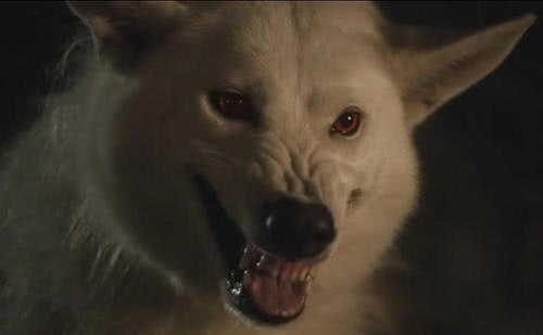 冰原狼白灵将在《权力的游戏》第八季回归