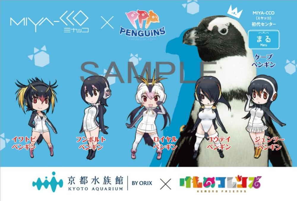《兽娘动物园》与京都水族馆偶像企鹅组合联动插图icecomic动漫-云之彼端,约定的地方(´･ᴗ･`)